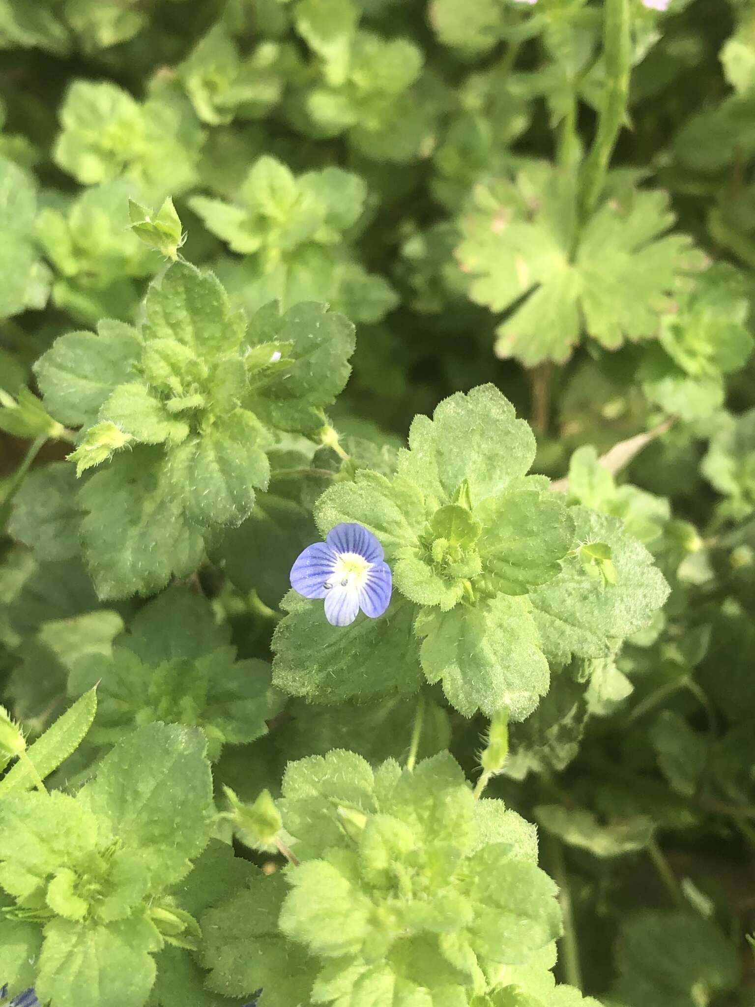 Image of birdeye speedwell