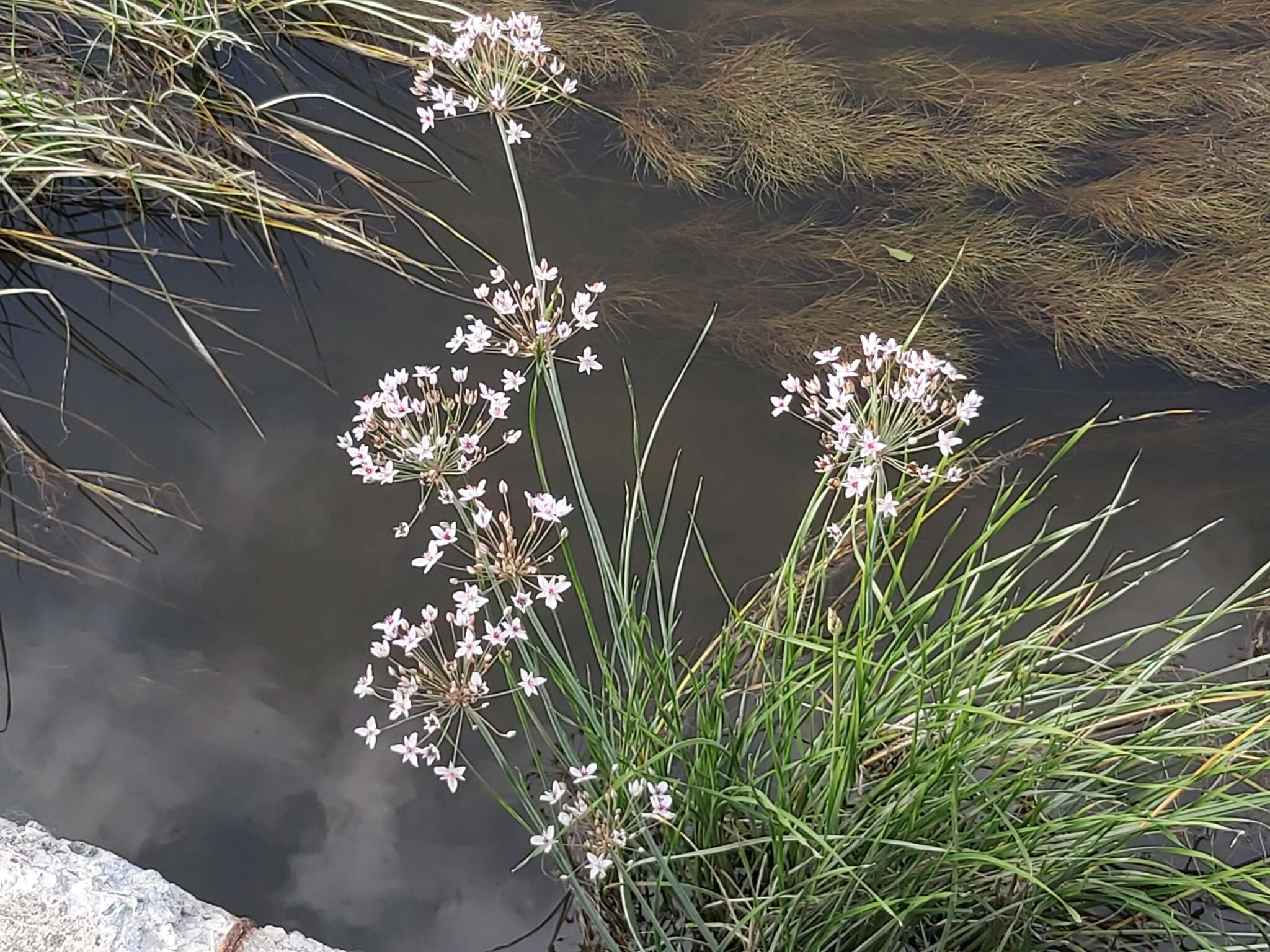 Image of flowering rush family