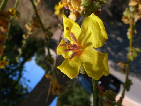 Image of wavyleaf mullein