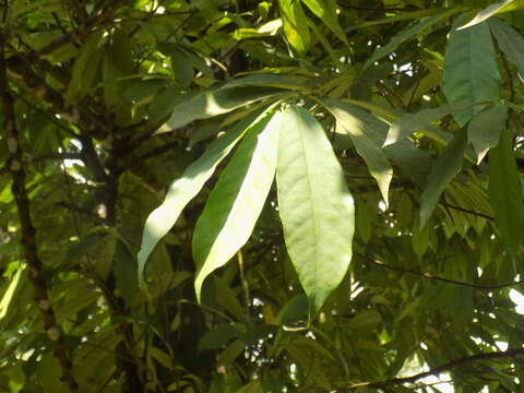 Image of Annickia chlorantha (Oliv.) Setten & Maas