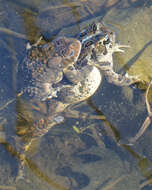 Image of American Toad