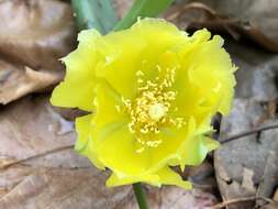 Image of Eastern Prickly Pear