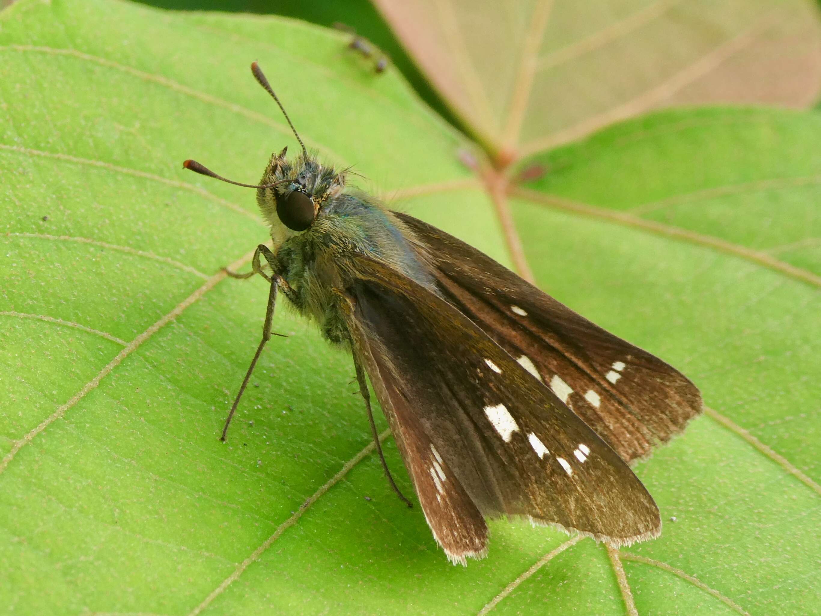 Image of Zinaida pellucida