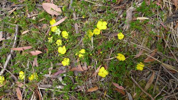 Image of Hibbertia procumbens (Labill.) DC.