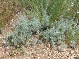 Image of Artemisia austriaca Jacq.