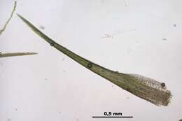 Image of campylopus moss