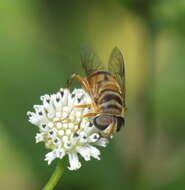 Sivun Melanthera nivea (L.) Small kuva