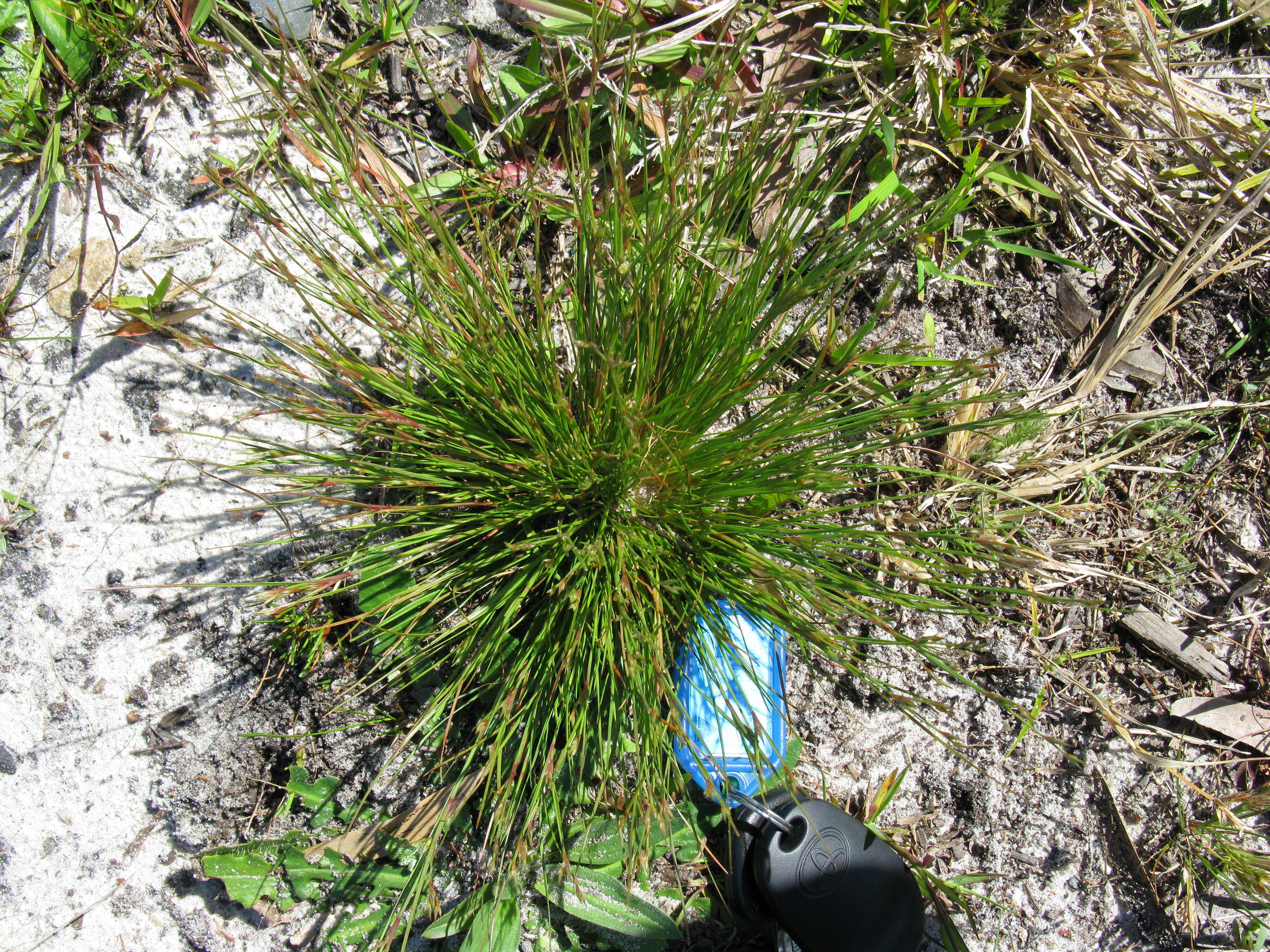 Image of Toad Rush