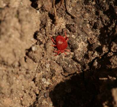 Image of velvet mites and chiggers