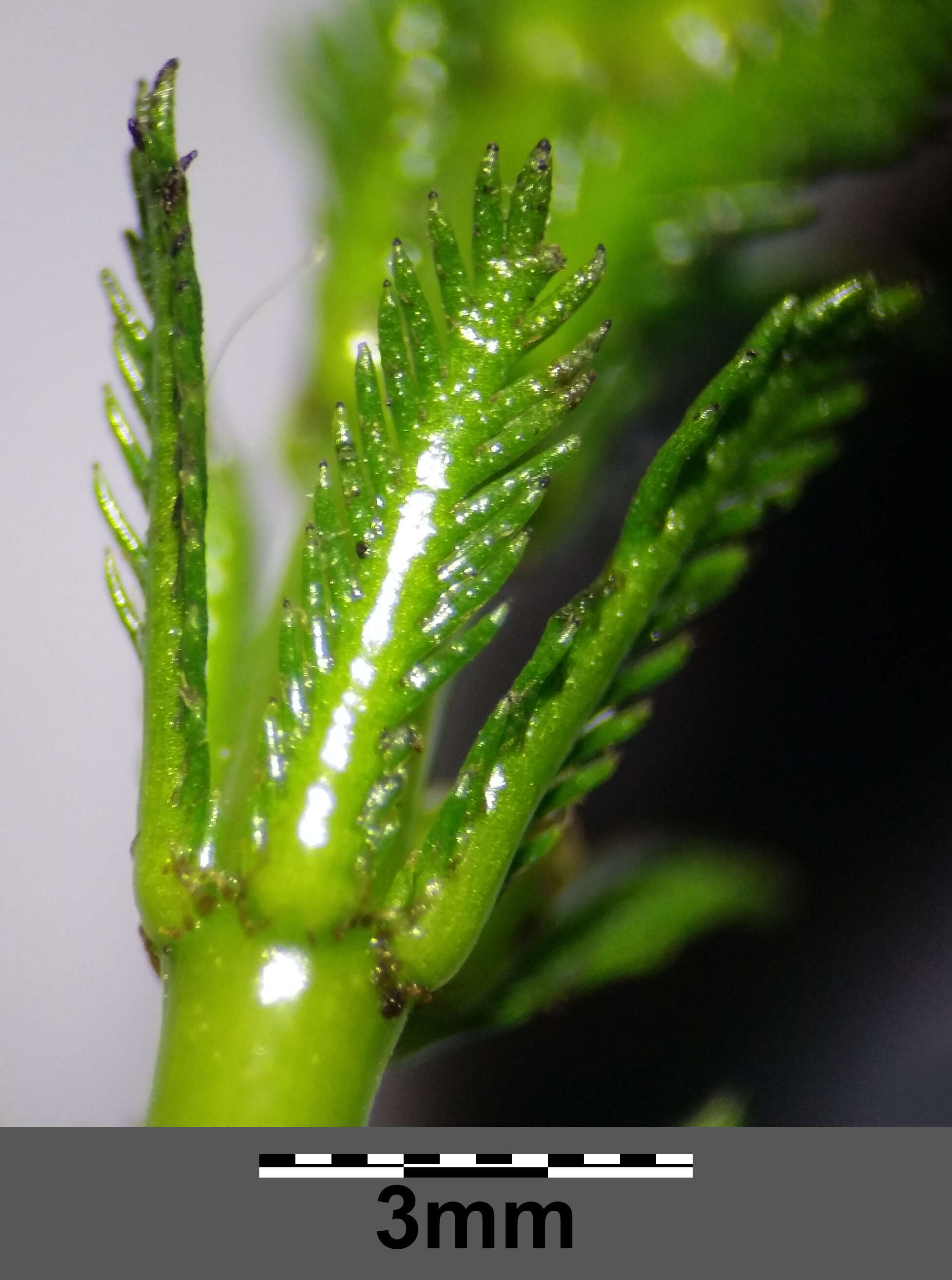 Слика од Myriophyllum verticillatum L.