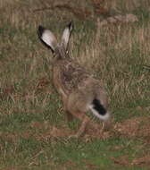 Image of Broom Hare