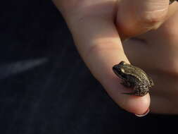 Image of Altai Brown Frog (Altai Mountains Populations)