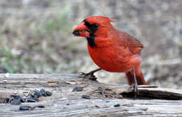 Image of Cardinalis Bonaparte 1838