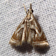 Image of Microcrambus