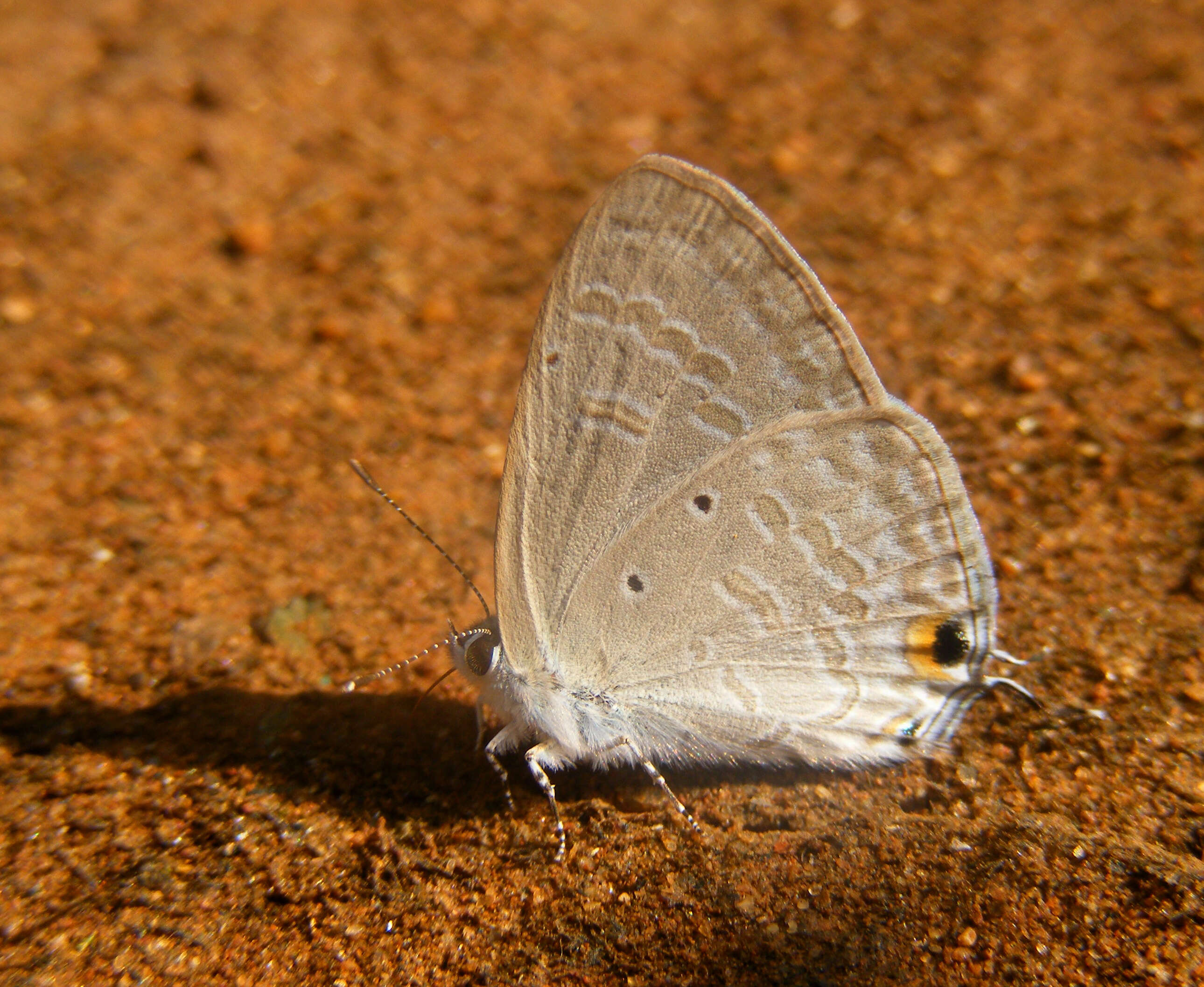 Imagem de Catochrysops strabo (Fabricius 1793)