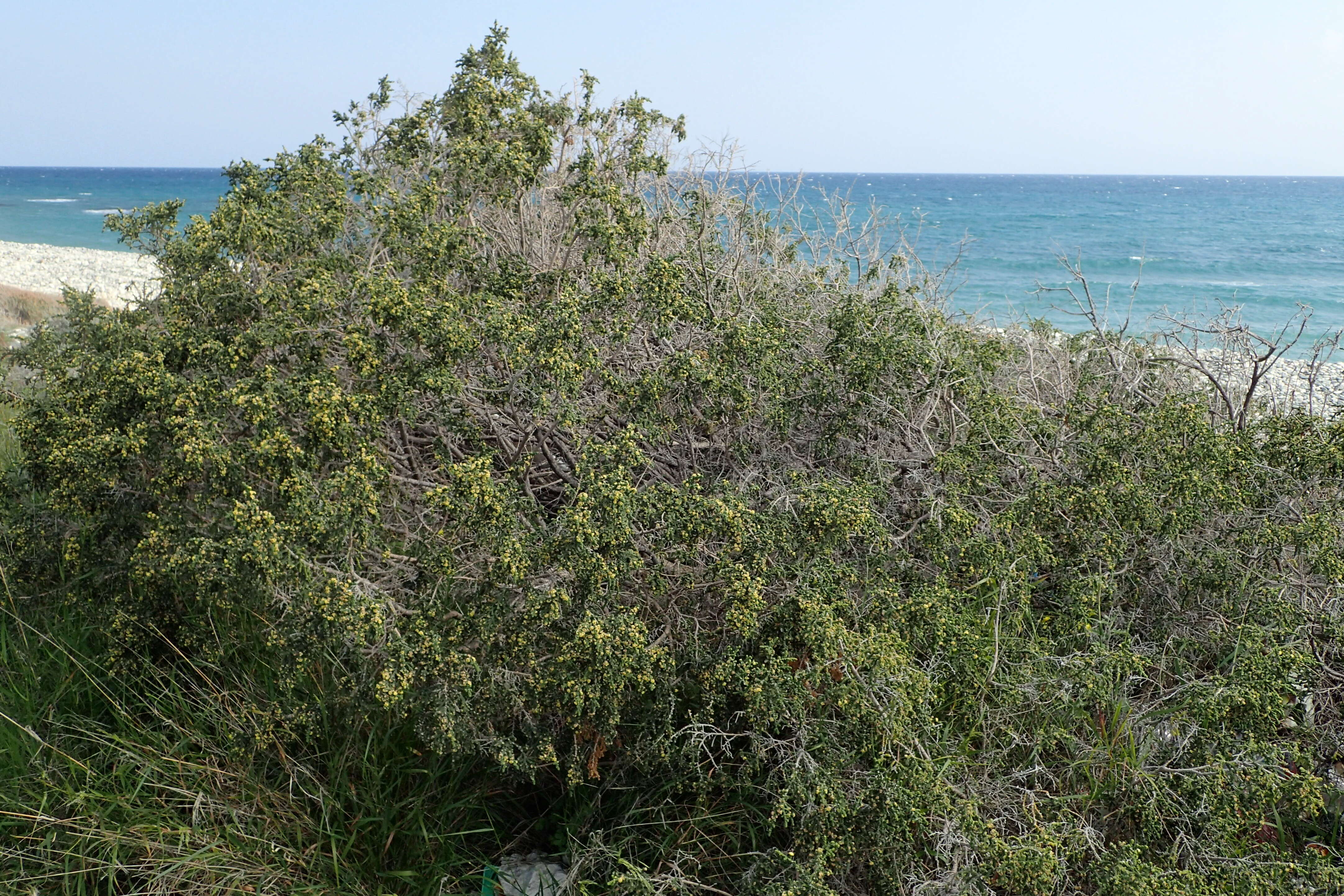 Image of Thymelaea hirsuta (L.) Endl.