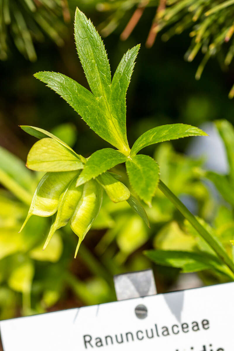 Image of Green Hellebore