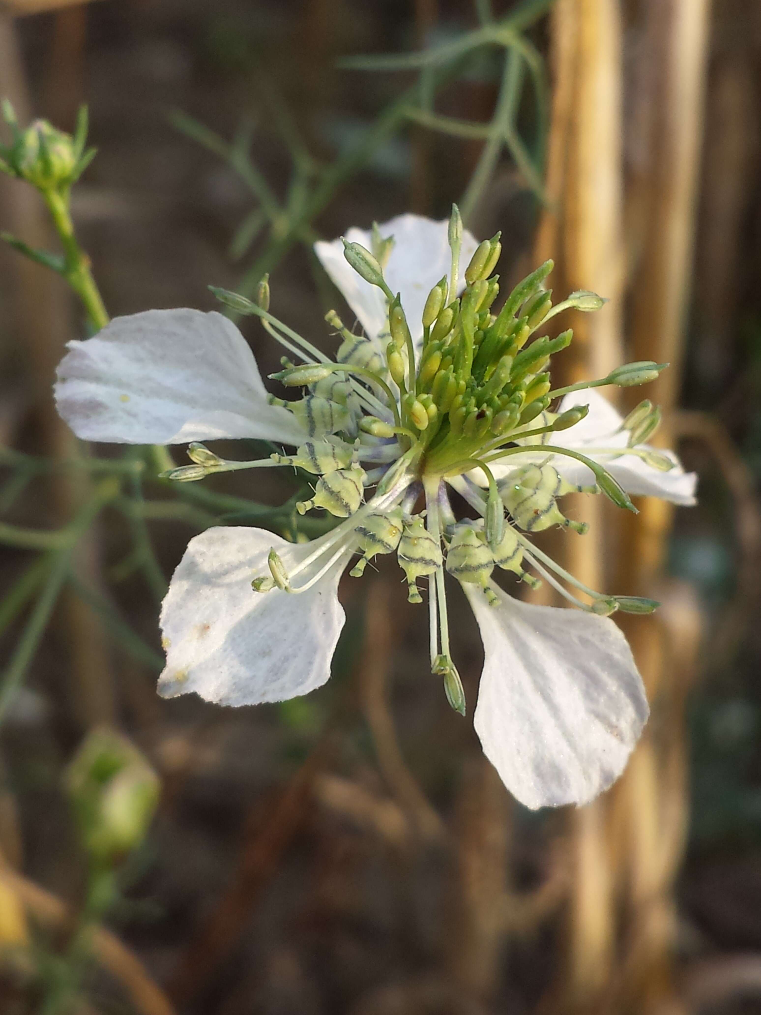 Nigella arvensis L. resmi