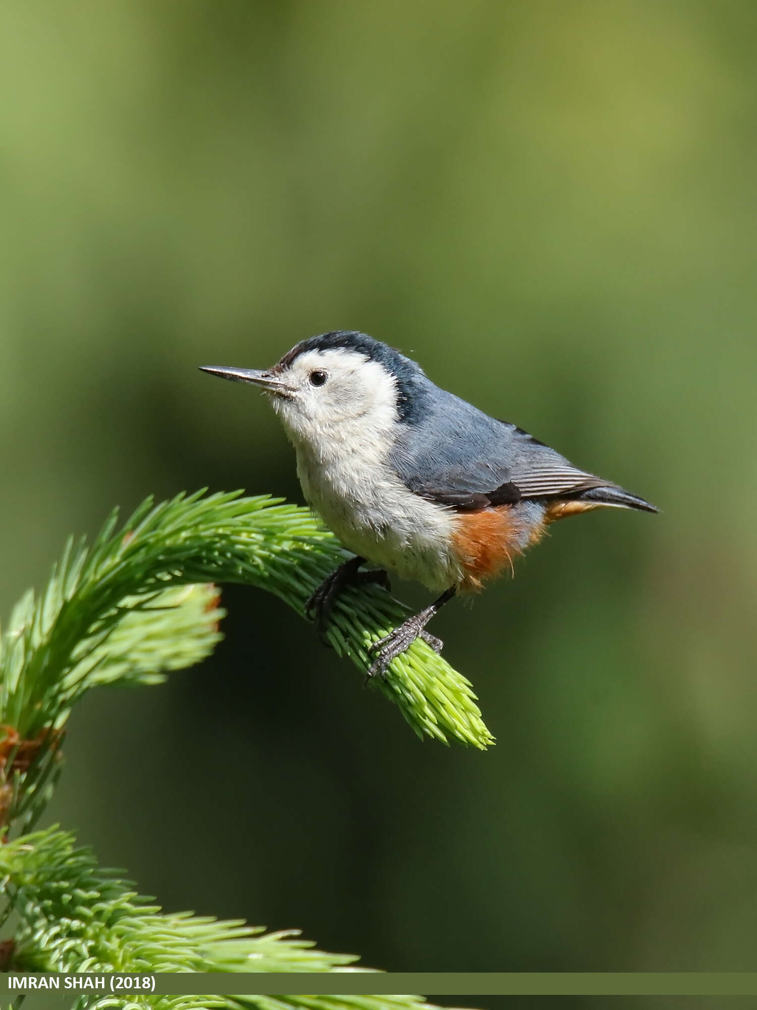 Слика од Sitta leucopsis Gould 1850