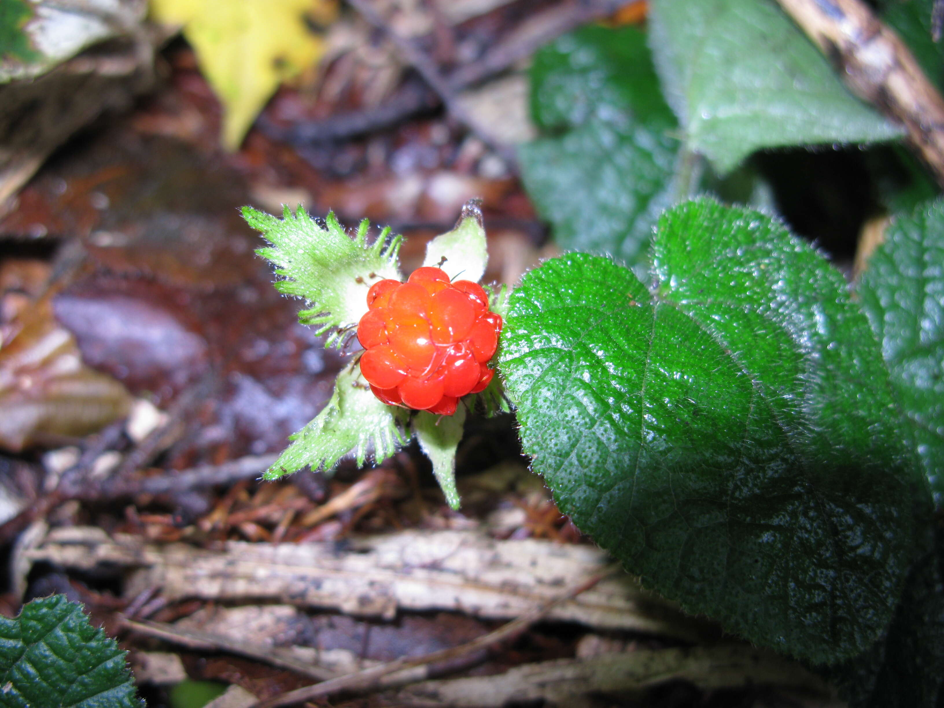 Image of Rubus pectinellus Maxim.