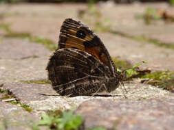 Image of Grayling