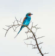 Image of Abyssinian Roller