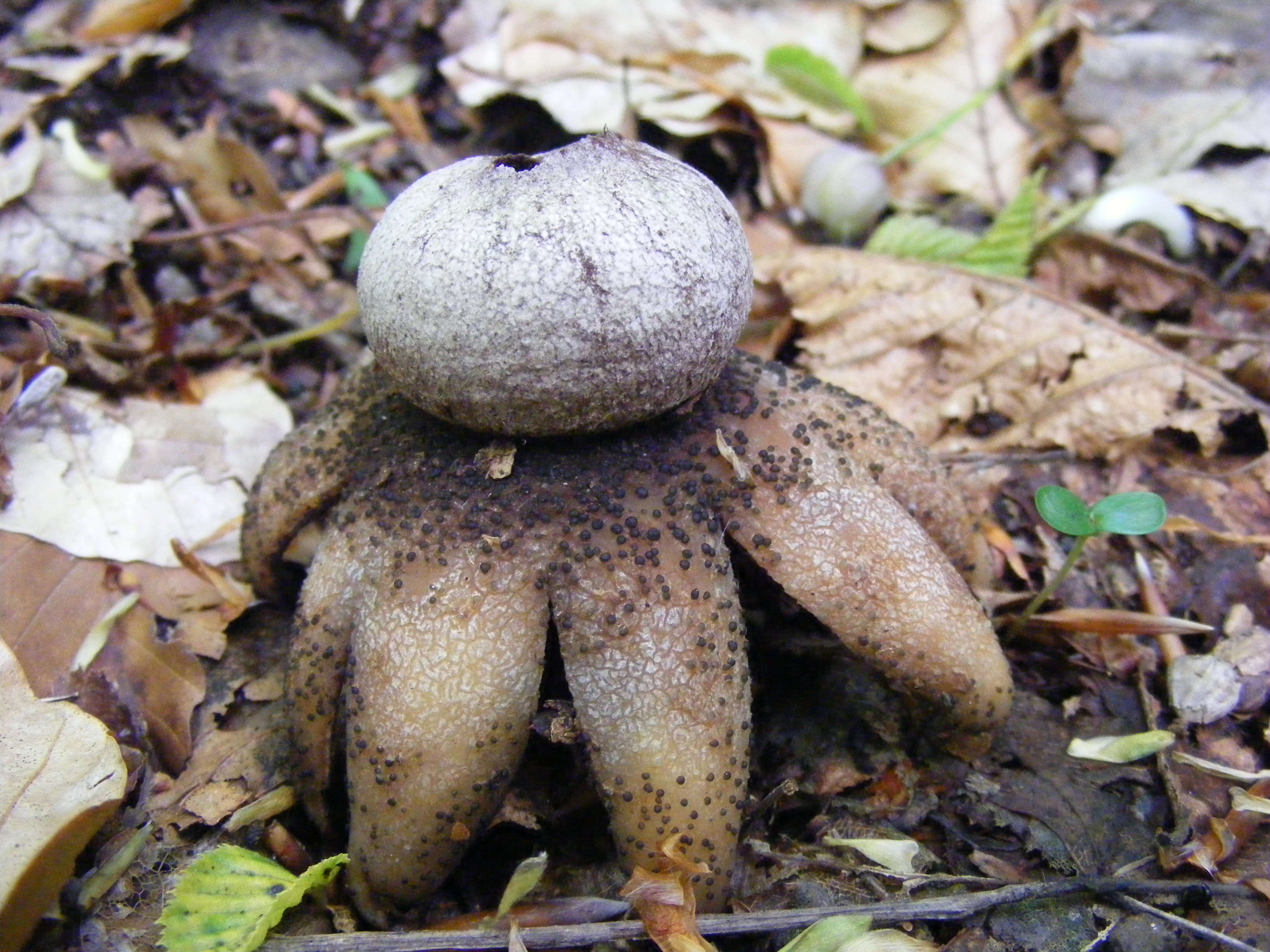 Image of False Earthstar