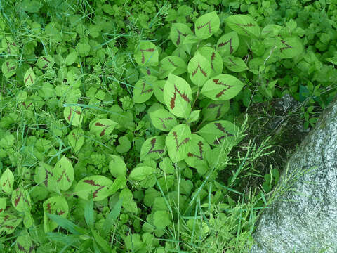 Image of Persicaria filiformis (Thunb.) Nakai