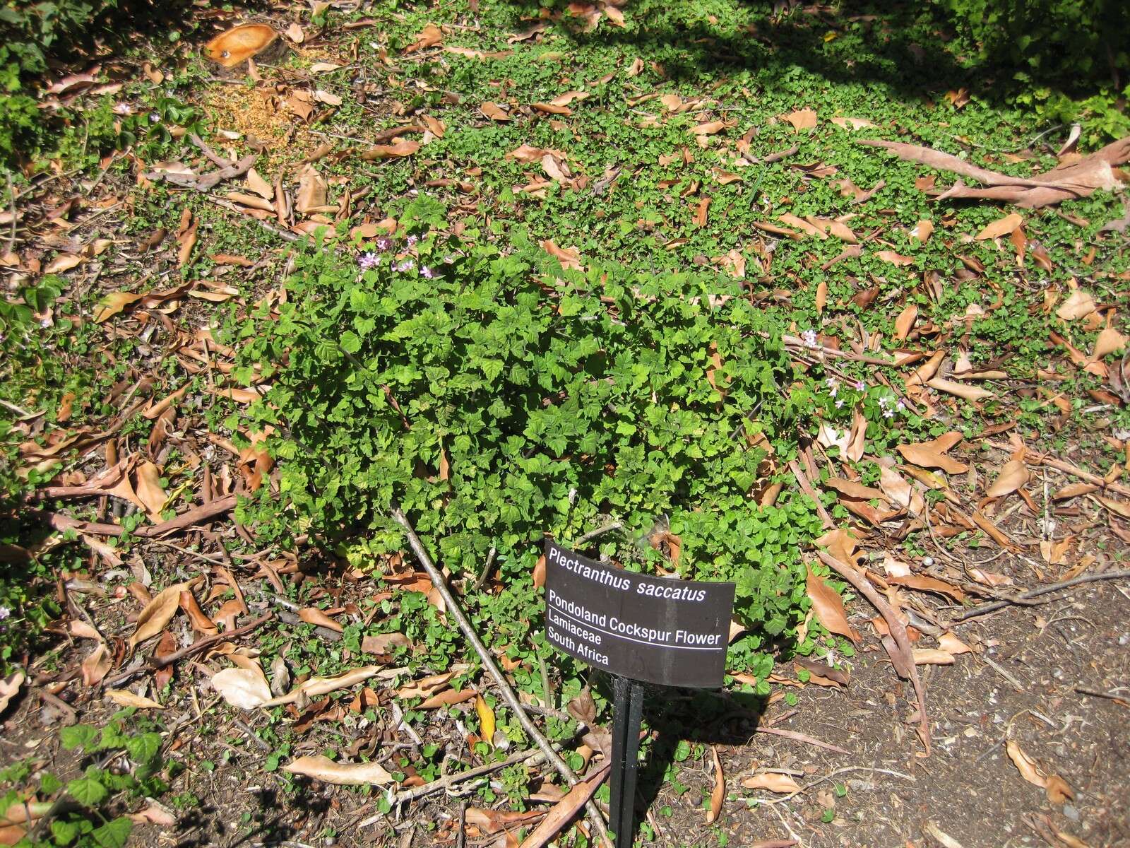 Image de Plectranthus saccatus Benth.