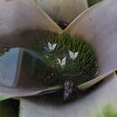 Imagem de Neoregelia coriacea (Antoine) L. B. Sm.