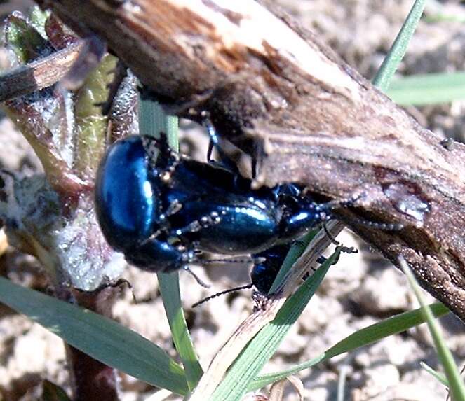 Image of Chrysolina coerulans