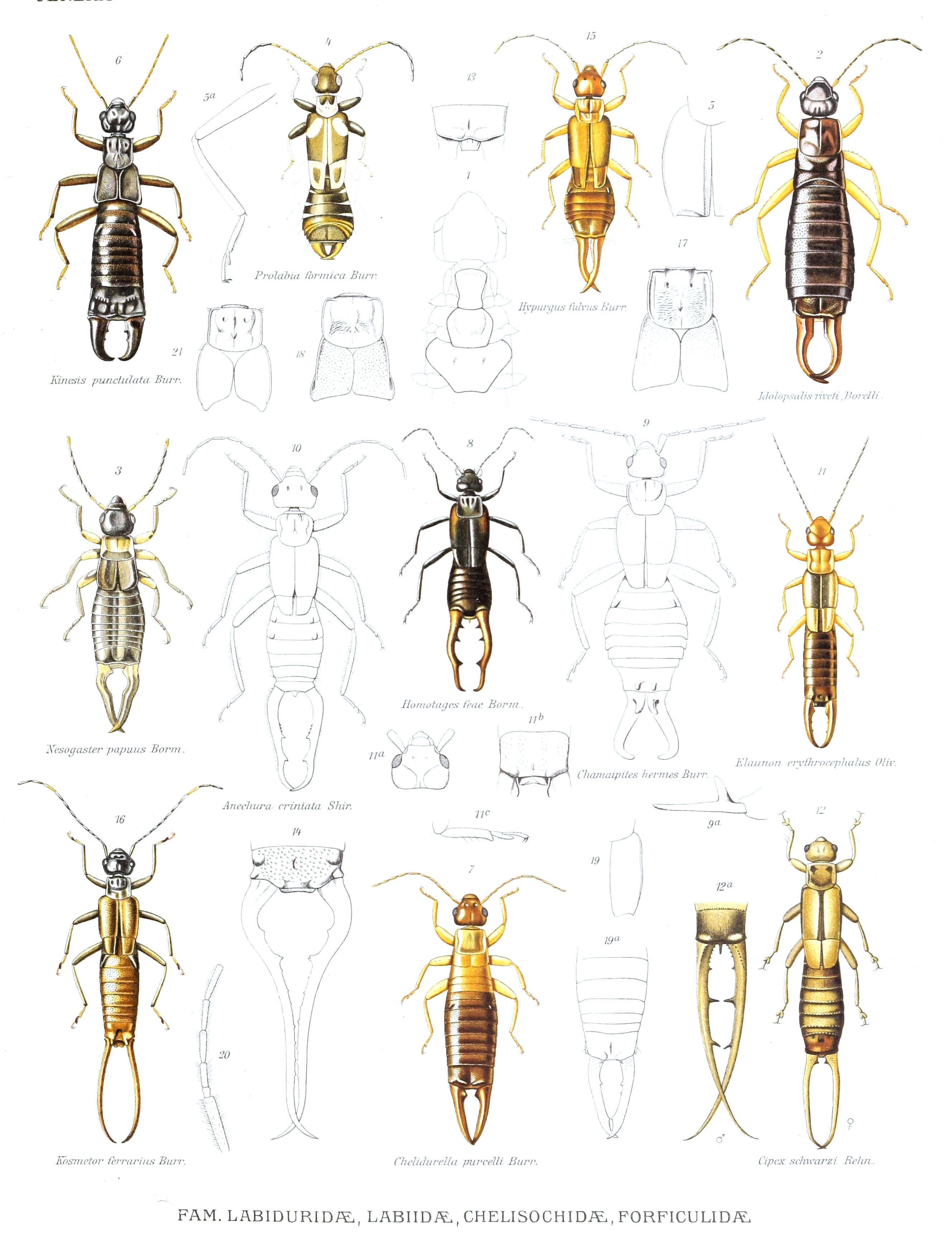 Image of earwigs