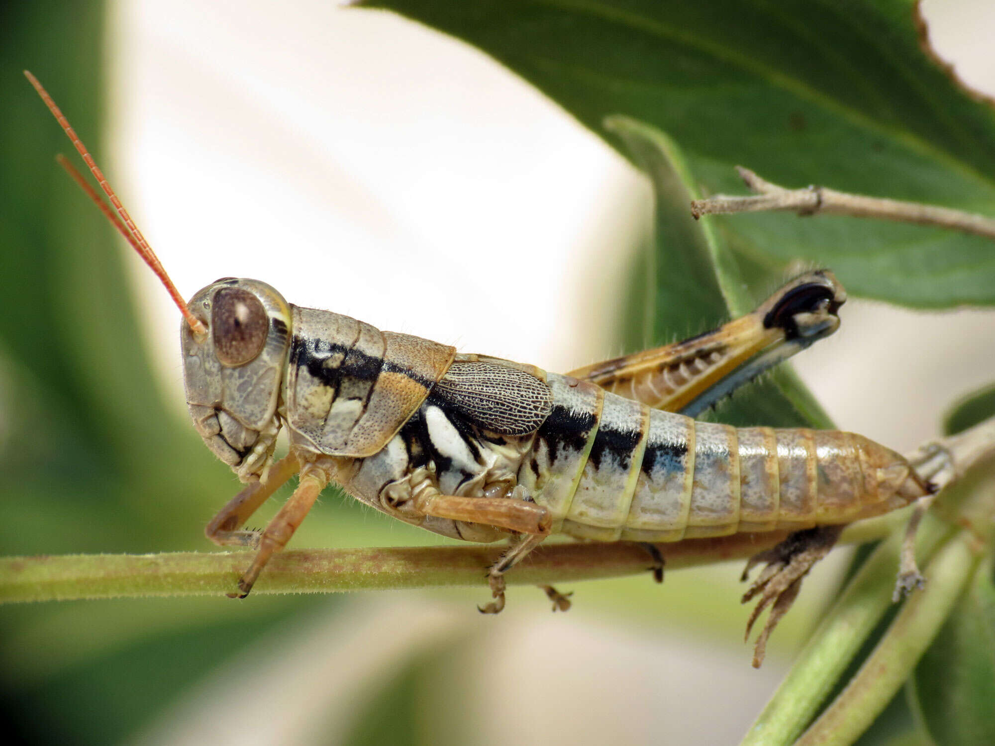 Image of Large-headed Grasshopper