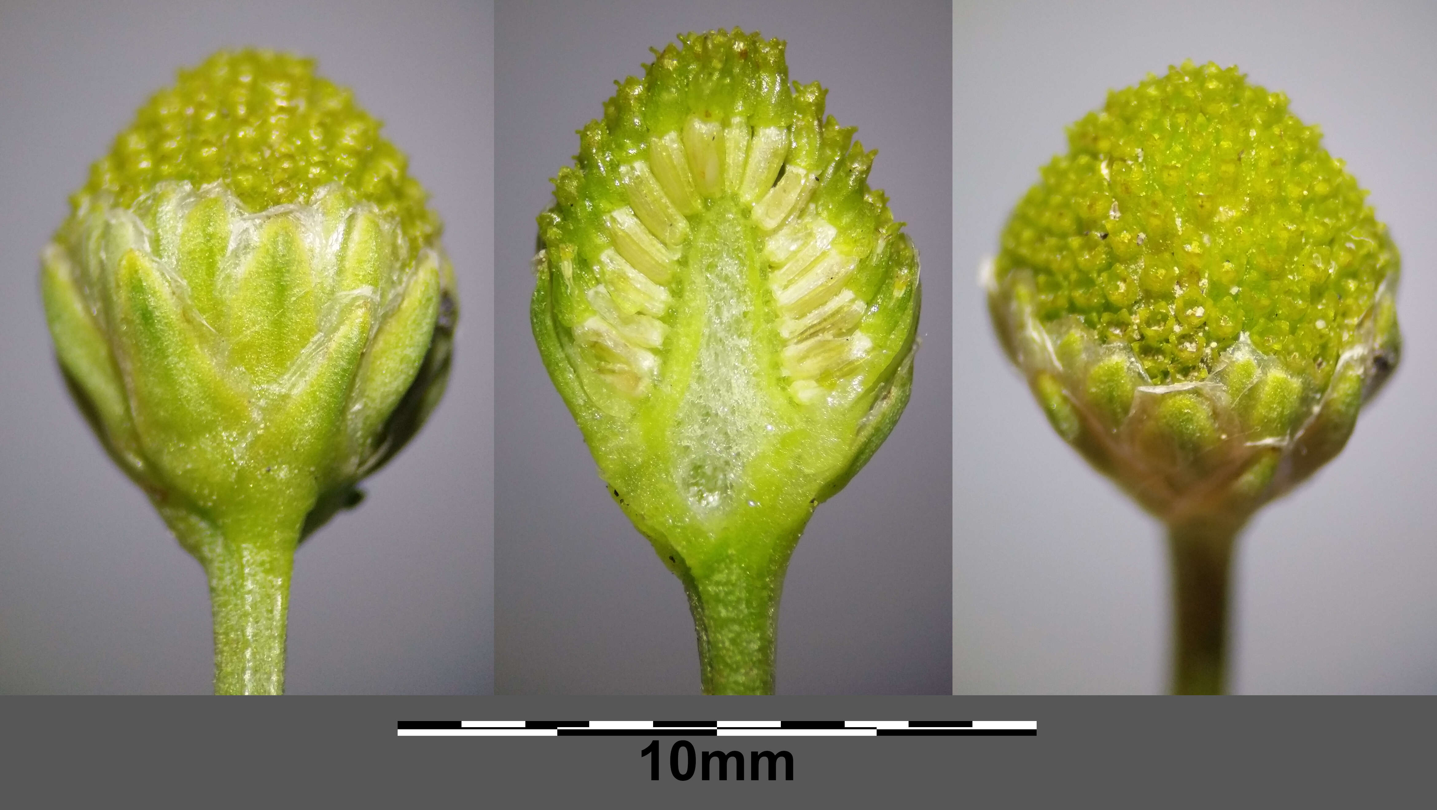 Слика од Matricaria discoidea DC.