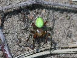 Image of Cucumber green spider