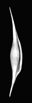 Image of Calcarovula C. N. Cate 1973