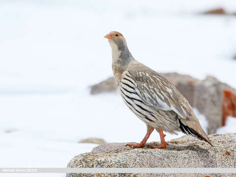 Image of Tibetan Snowcock