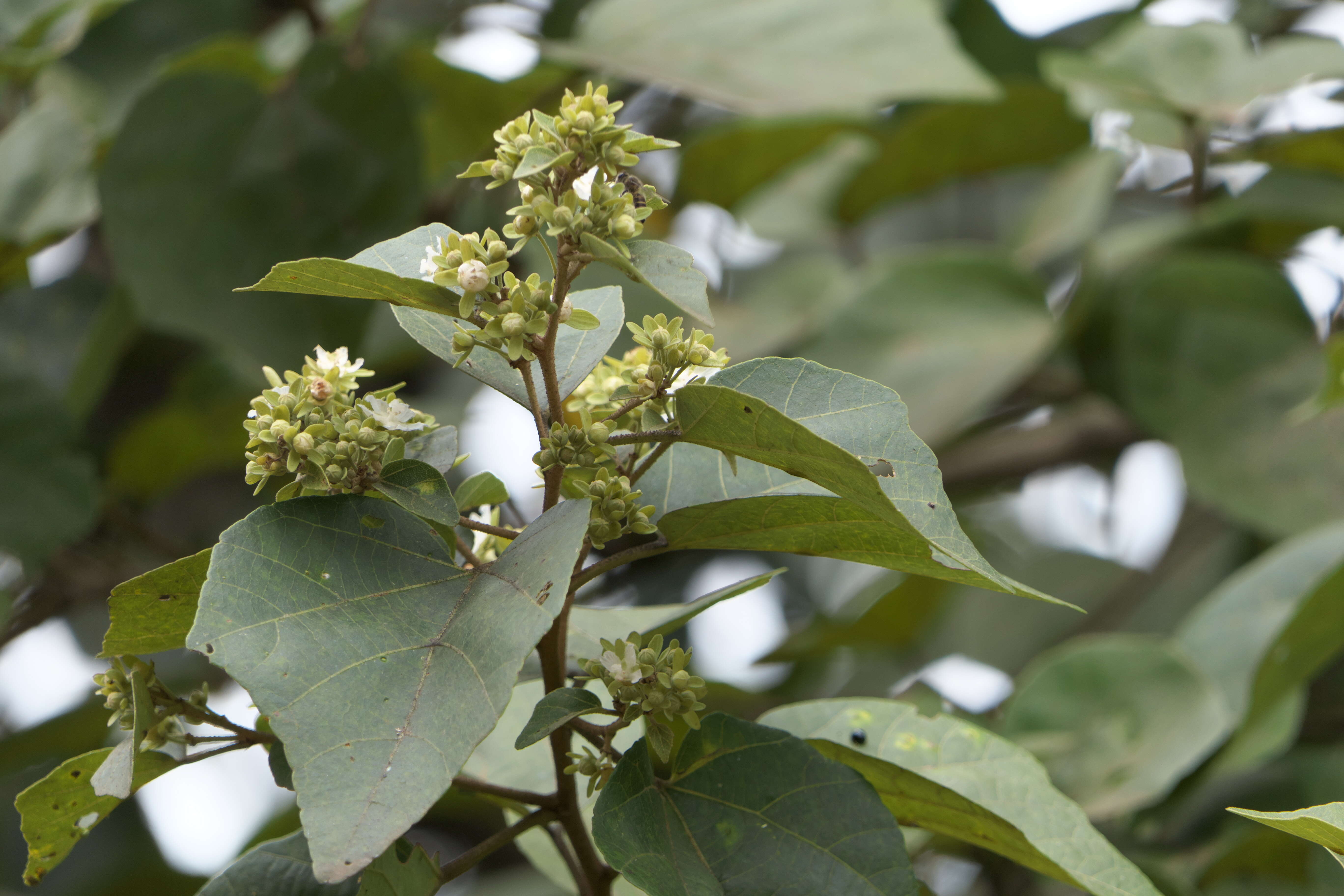 Kydia calycina Roxb. resmi