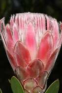 Image of Protea venusta Compton