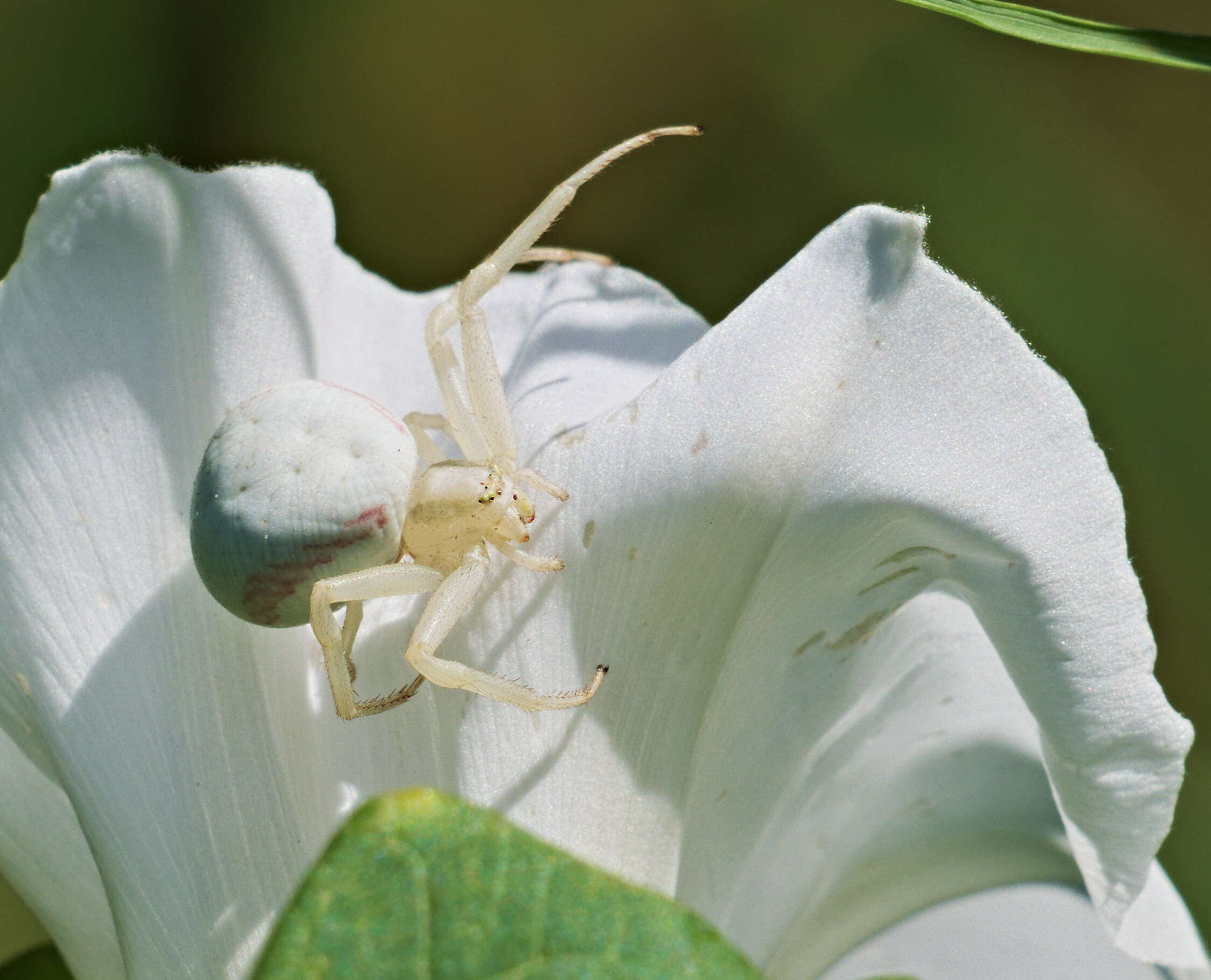 Image of Flower Crab Spiders