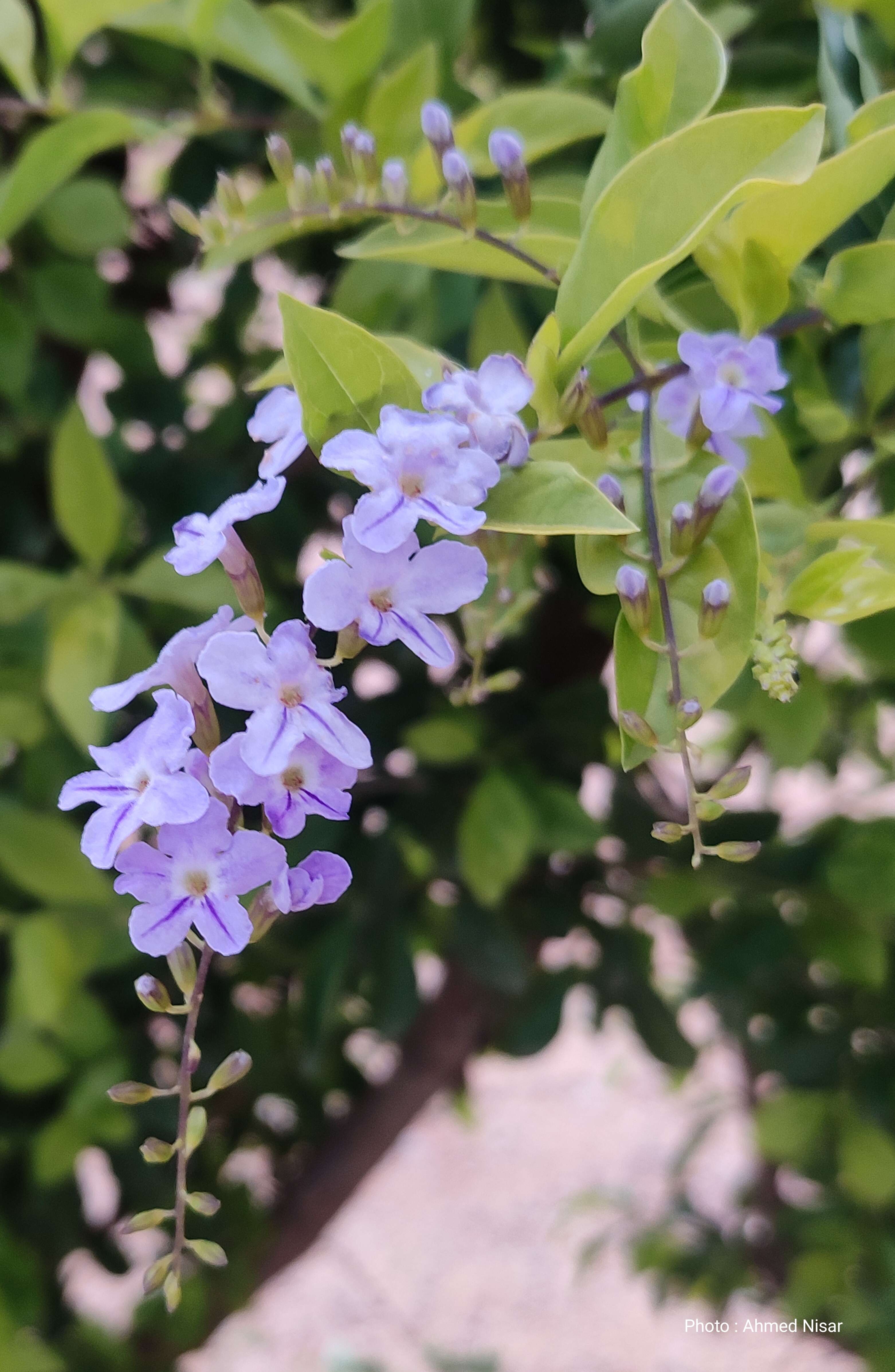 Duranta resmi