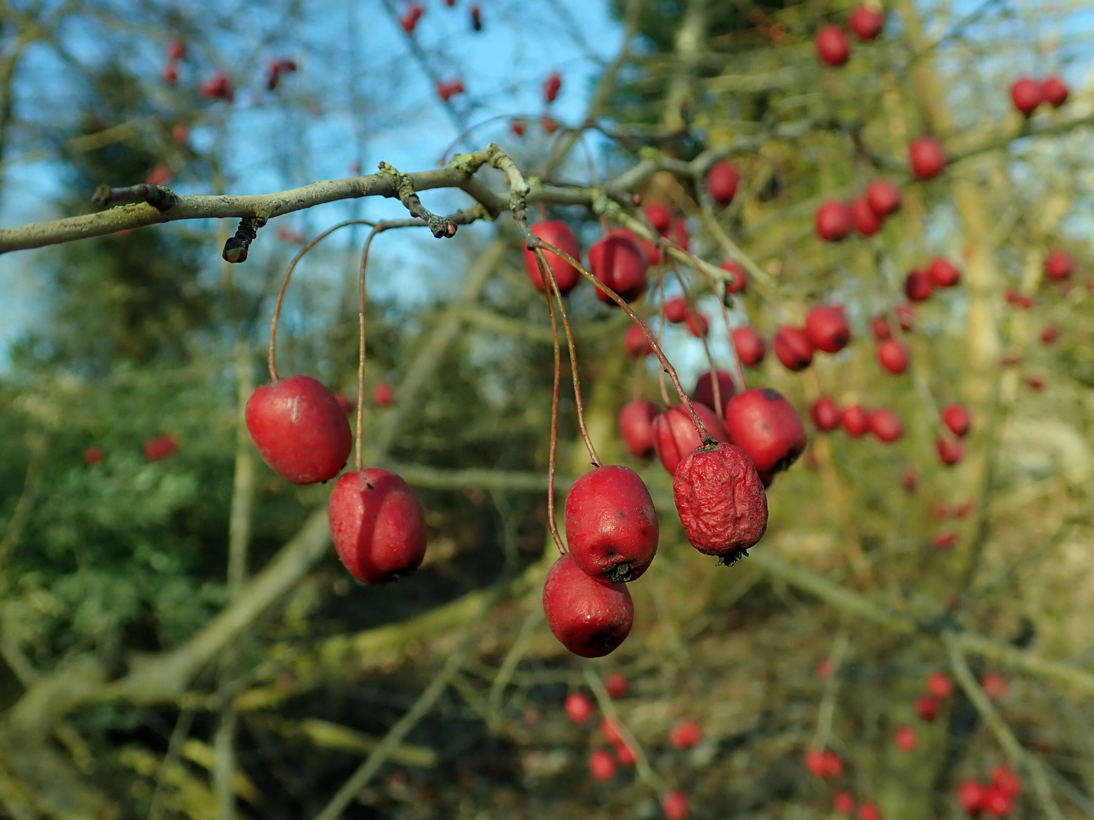 Image of Crataegus microphylla C. Koch