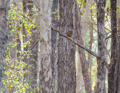 Image of Common Flameback