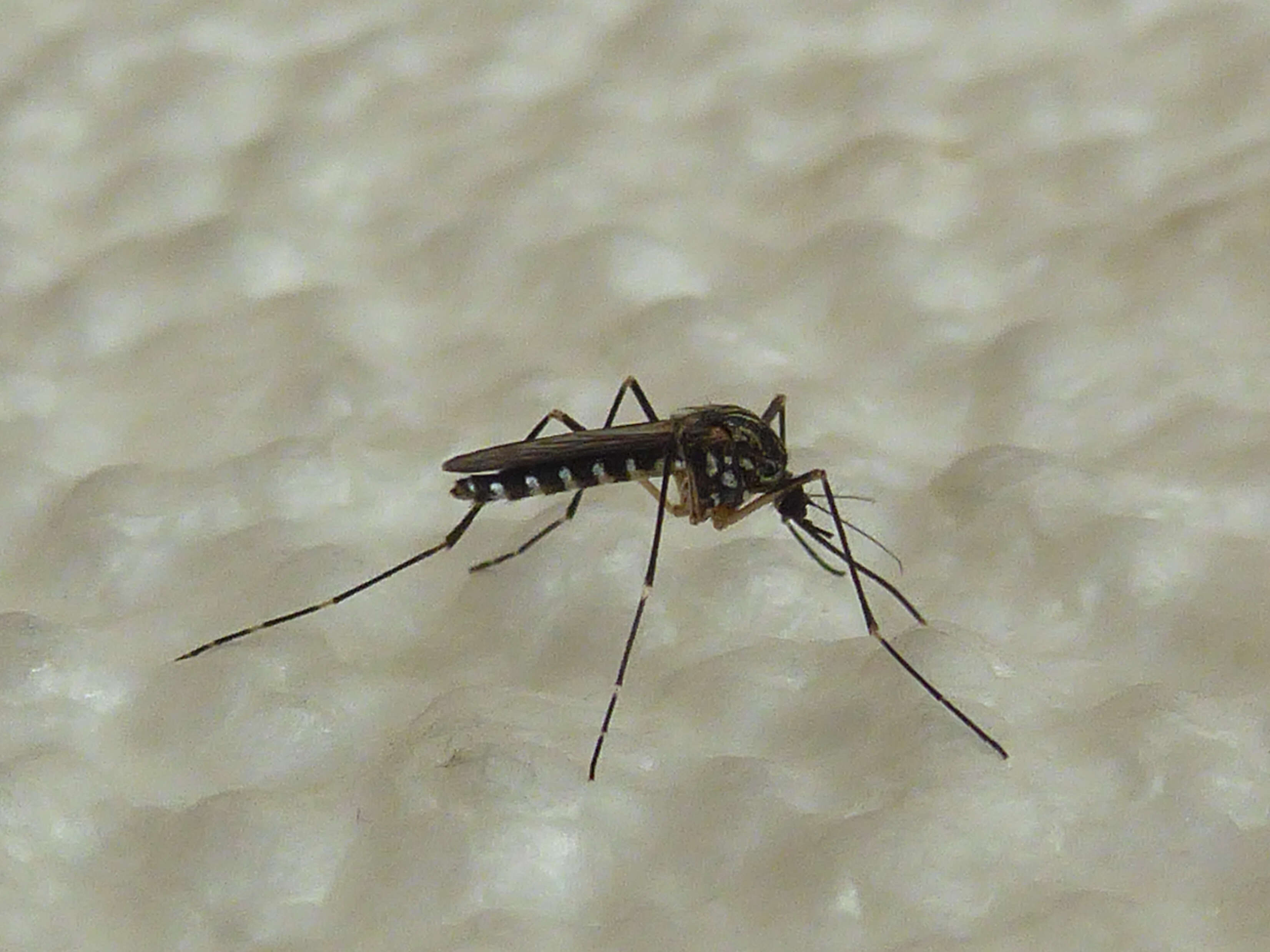 Image of Aedes koreicus (Edwards 1917)
