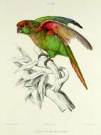 Image of Blaze-winged Parakeet