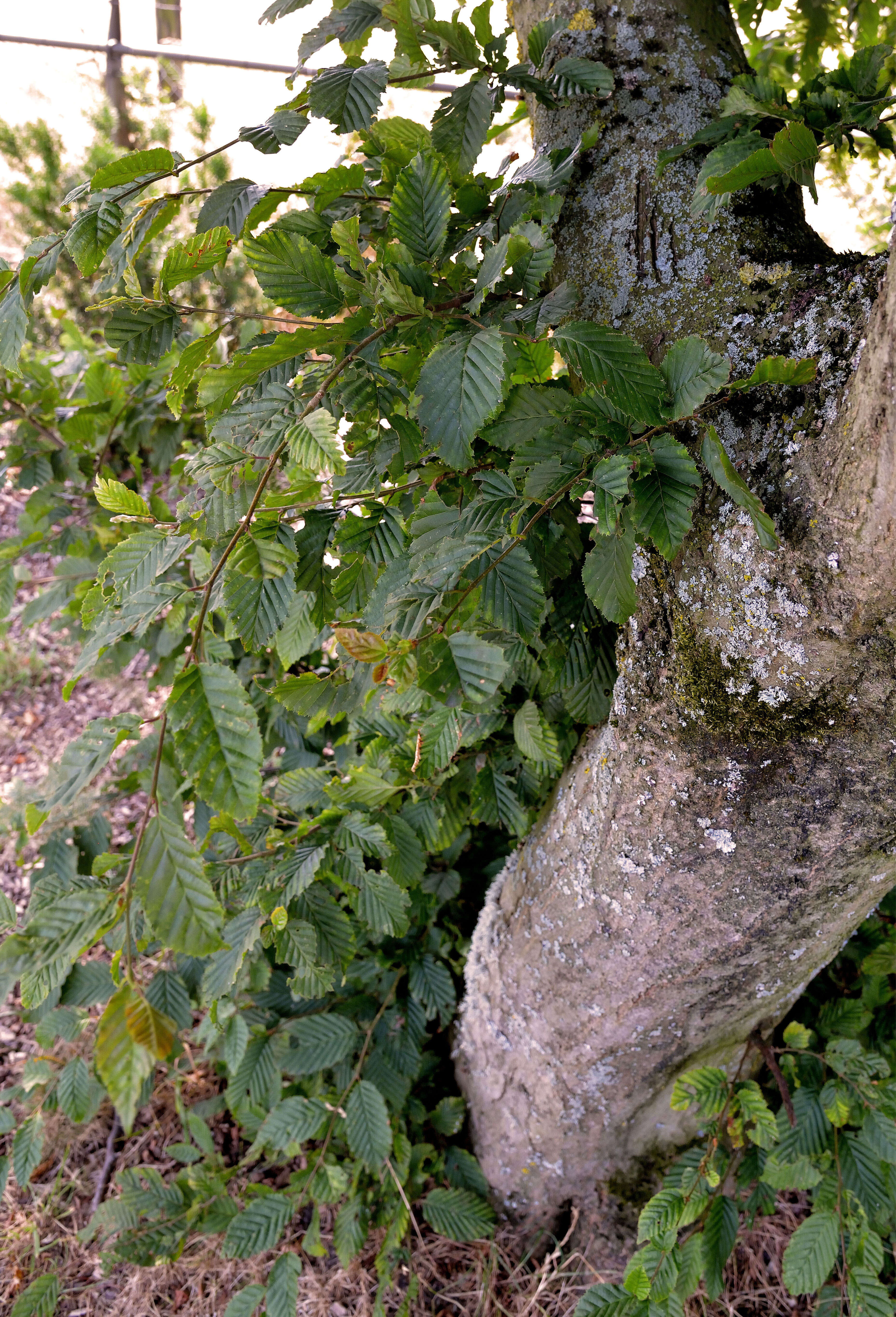 Image of European hornbeam