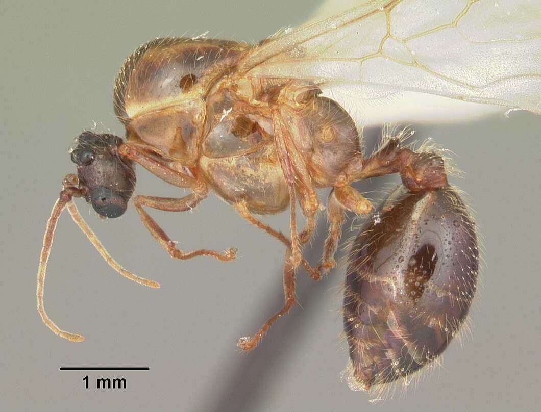 Solenopsis geminata (Fabricius 1804) resmi