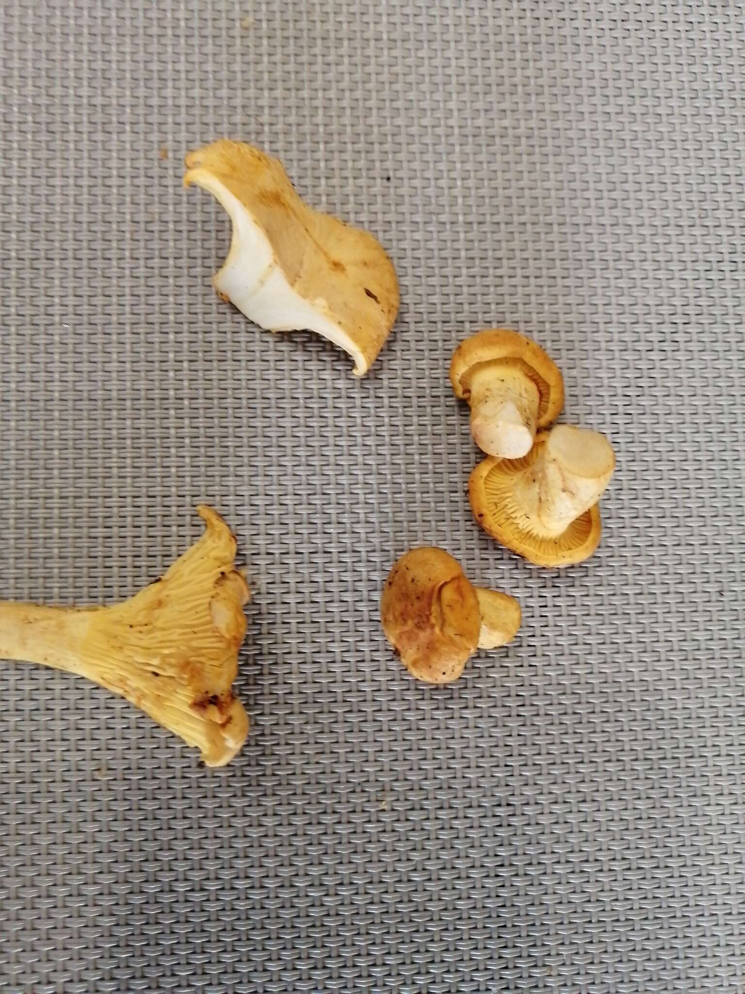 Image of Chanterelle