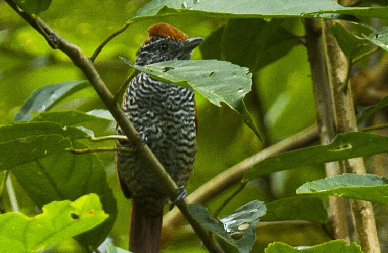 Imagem de Thamnophilus tenuepunctatus Lafresnaye 1853