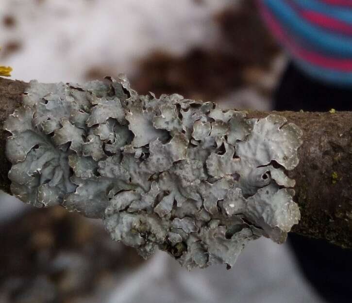 Image of Hammered shield lichen